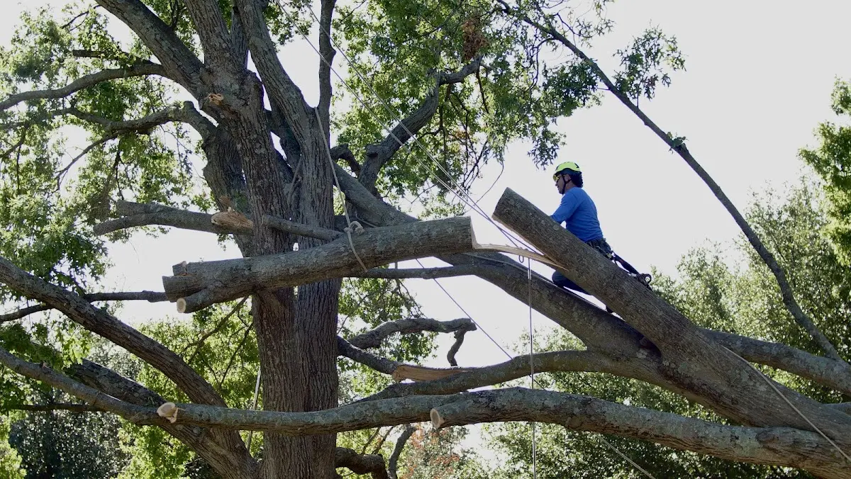 Professional Crown Thinning performed by certified arborists in Seabrook