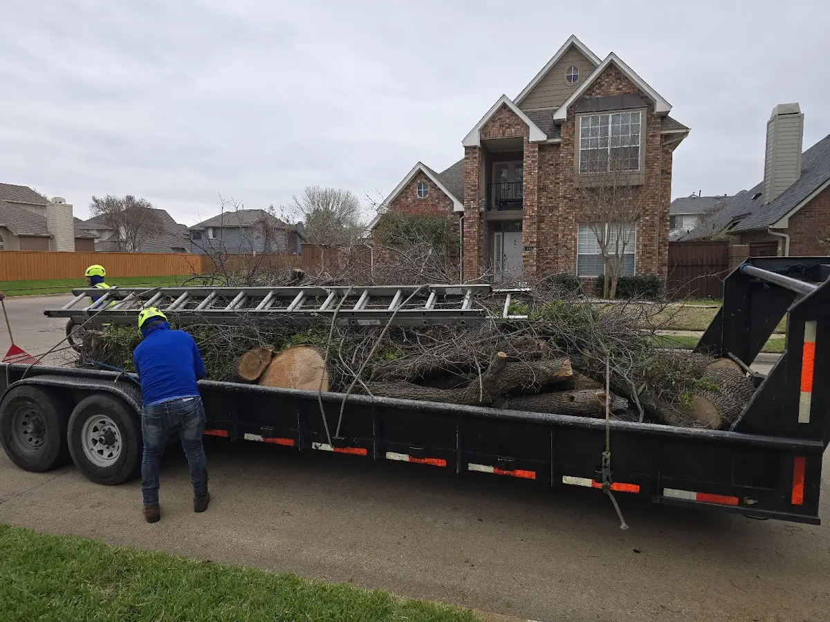Expert Tree Pest Control with proper safety equipment in Seabrook